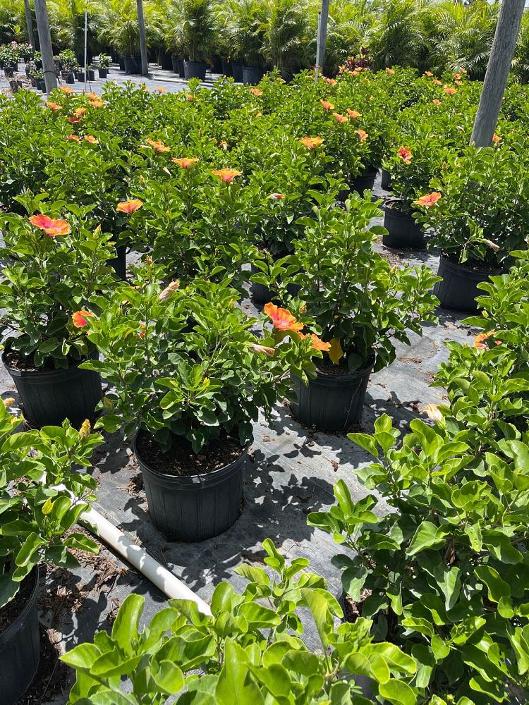 hibiscus-rosa-sinensis-fiesta-tropical-hibiscus