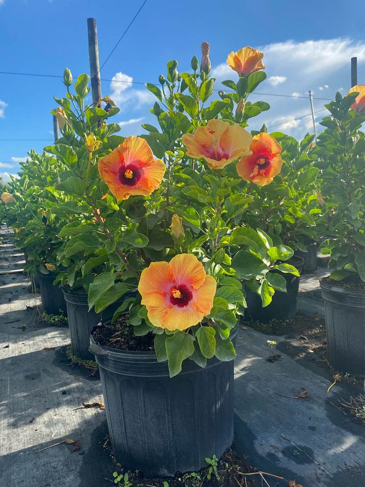 hibiscus-rosa-sinensis-fiesta-tropical-hibiscus