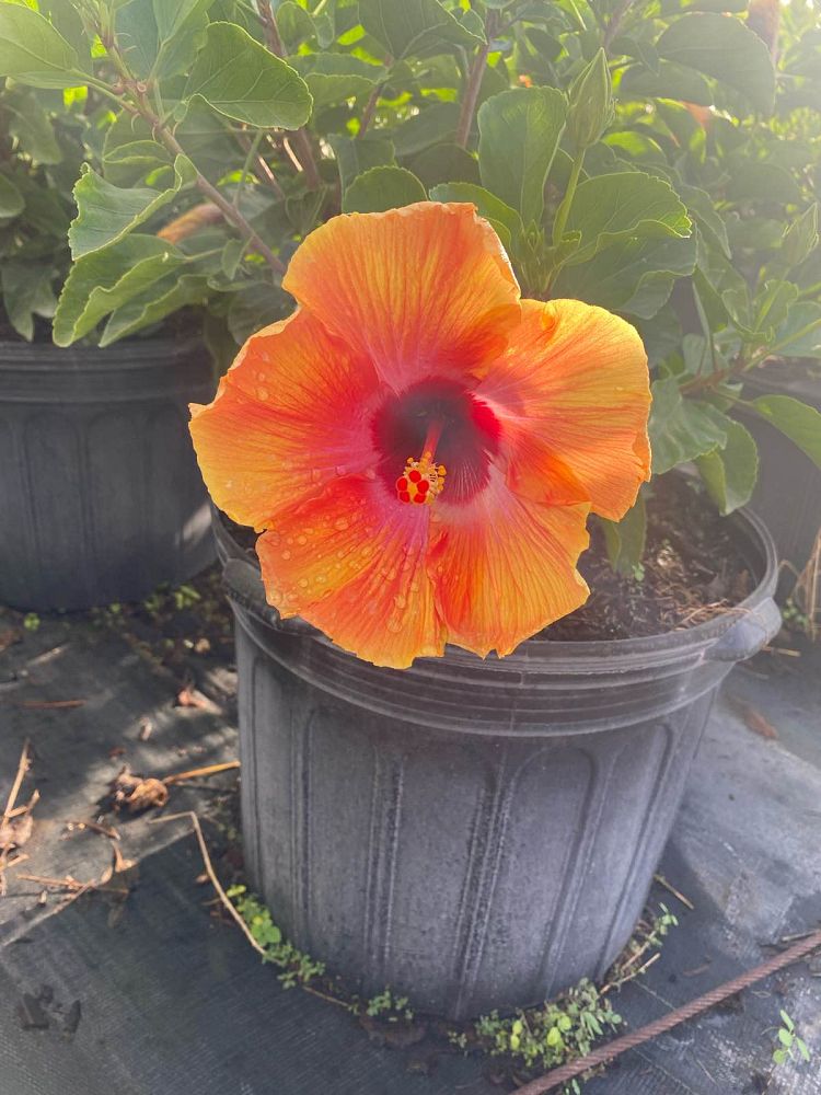 hibiscus-rosa-sinensis-fiesta-tropical-hibiscus