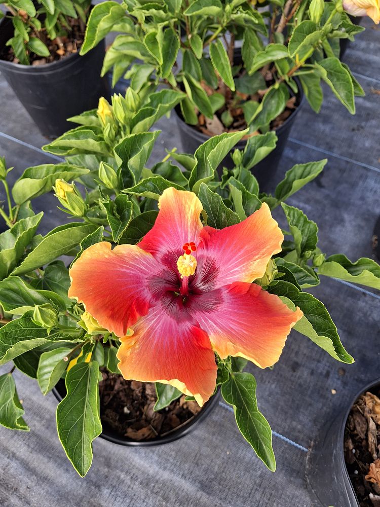 hibiscus-rosa-sinensis-fiesta-tropical-hibiscus
