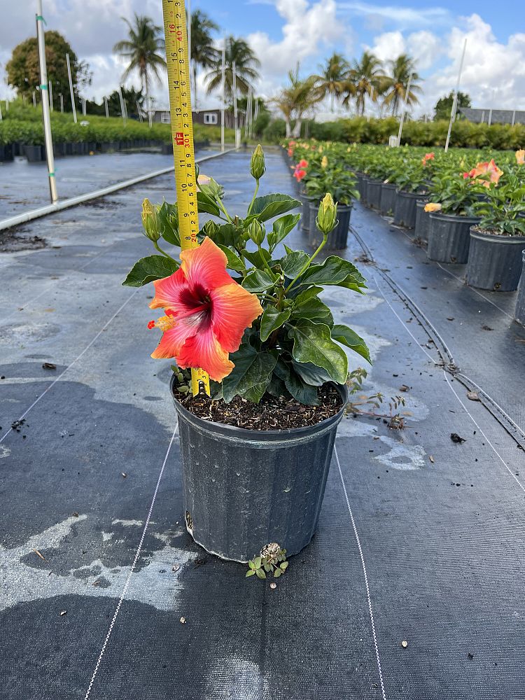 hibiscus-rosa-sinensis-fiesta-tropical-hibiscus