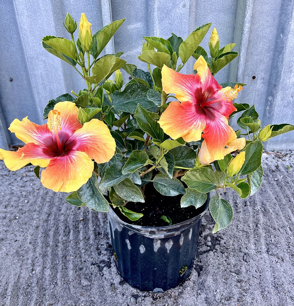 hibiscus-rosa-sinensis-fiesta-tropical-hibiscus
