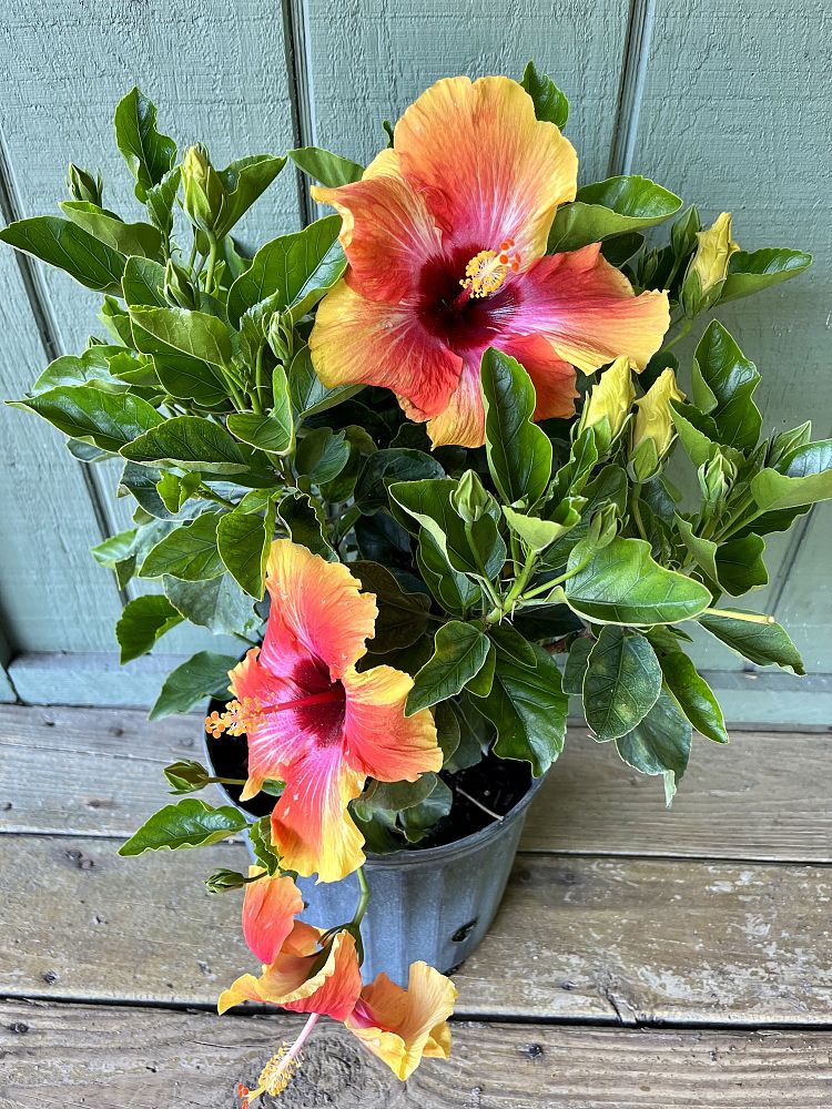hibiscus-rosa-sinensis-fiesta-tropical-hibiscus