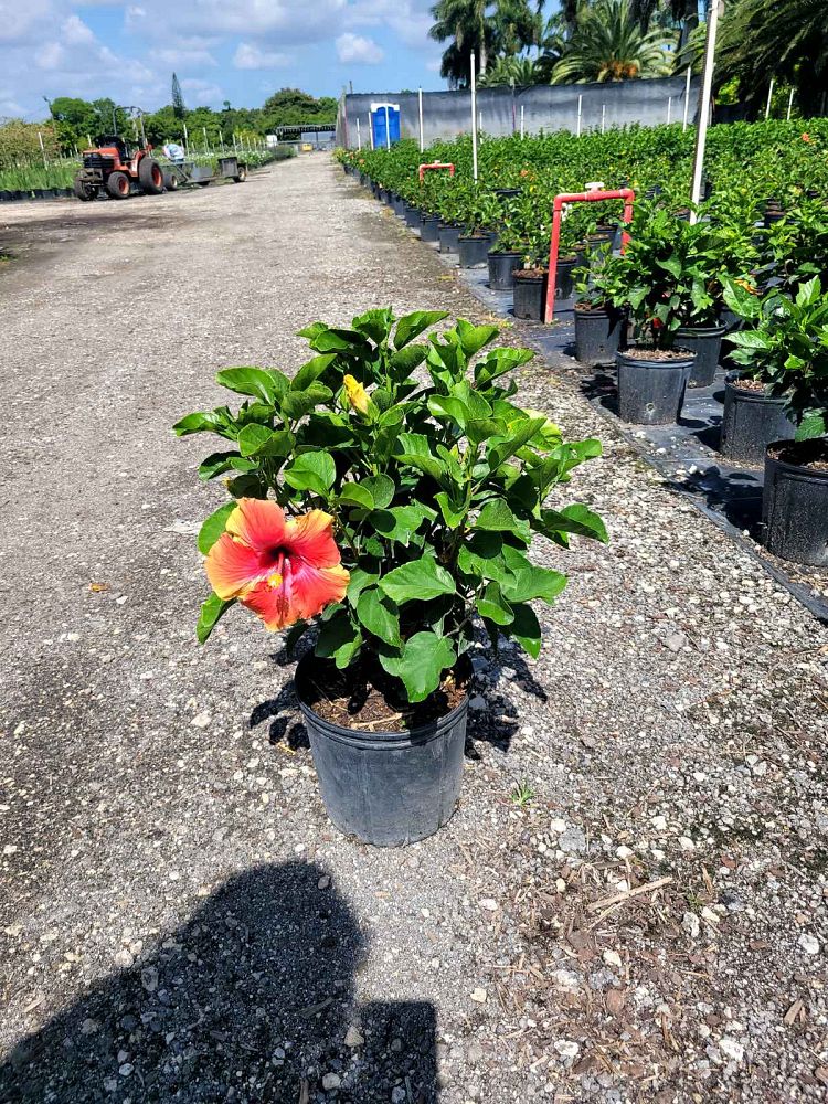 hibiscus-rosa-sinensis-fiesta-tropical-hibiscus