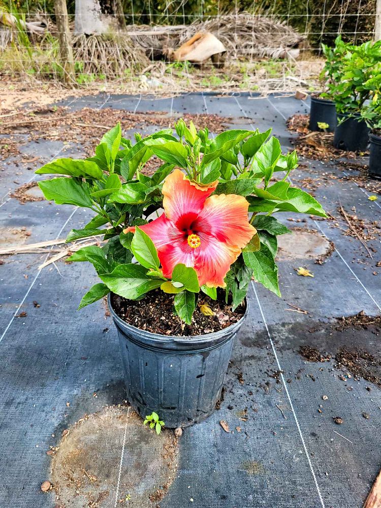 hibiscus-rosa-sinensis-fiesta-tropical-hibiscus