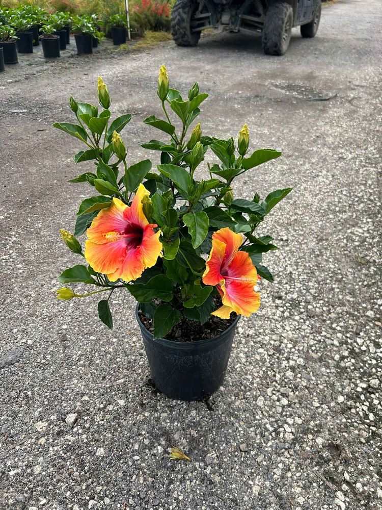 hibiscus-rosa-sinensis-fiesta-tropical-hibiscus