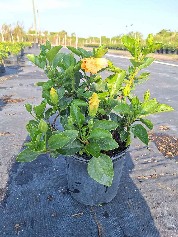 hibiscus-rosa-sinensis-fiesta-tropical-hibiscus