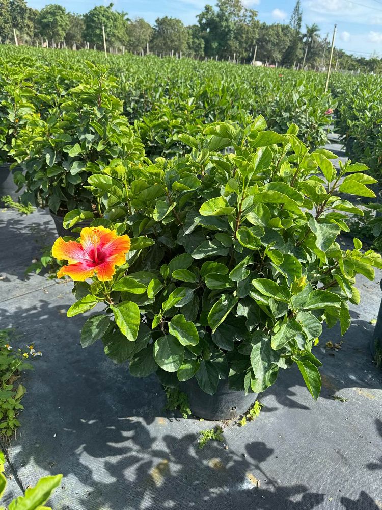 hibiscus-rosa-sinensis-fiesta-tropical-hibiscus