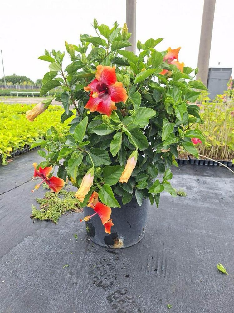 hibiscus-rosa-sinensis-fiesta-tropical-hibiscus