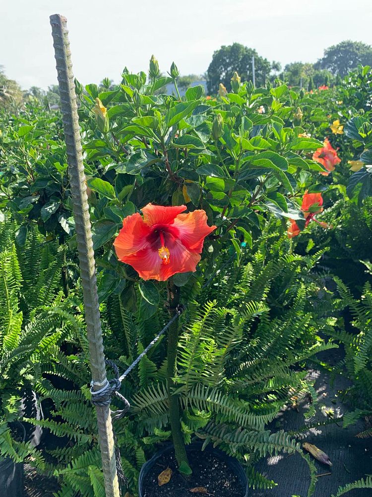 hibiscus-rosa-sinensis-fiesta-tropical-hibiscus