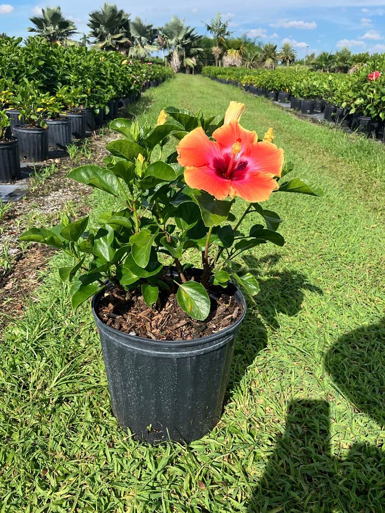 hibiscus-rosa-sinensis-fiesta-tropical-hibiscus