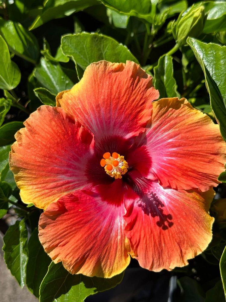 hibiscus-rosa-sinensis-fiesta-tropical-hibiscus