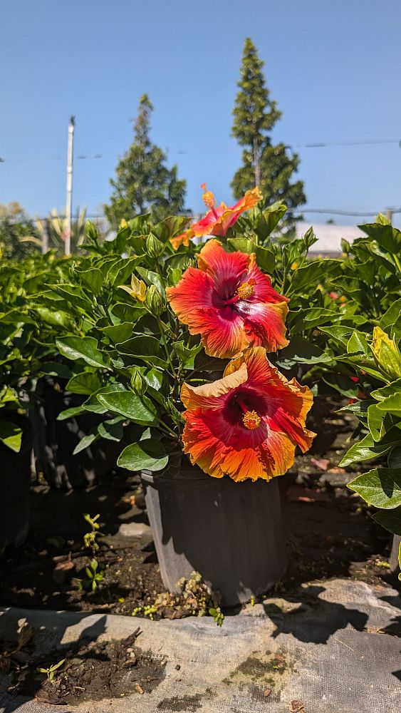 hibiscus-rosa-sinensis-fiesta-tropical-hibiscus