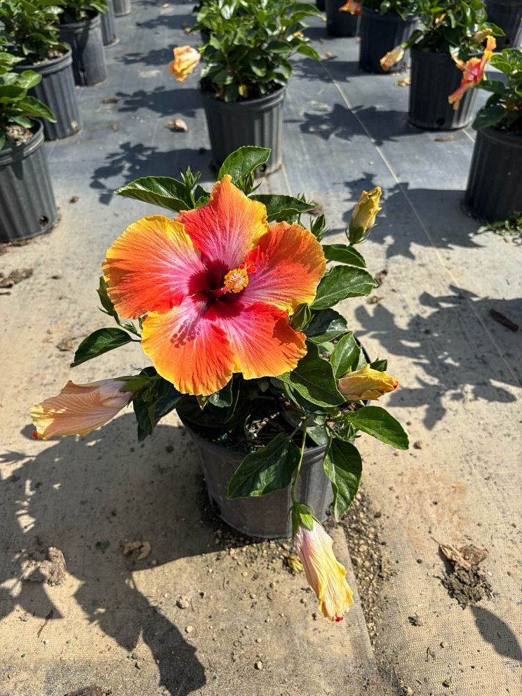 hibiscus-rosa-sinensis-fiesta-tropical-hibiscus