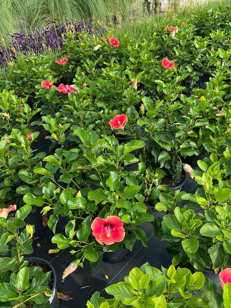hibiscus-rosa-sinensis-fiesta-tropical-hibiscus
