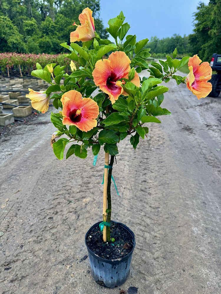 hibiscus-rosa-sinensis-fiesta-tropical-hibiscus