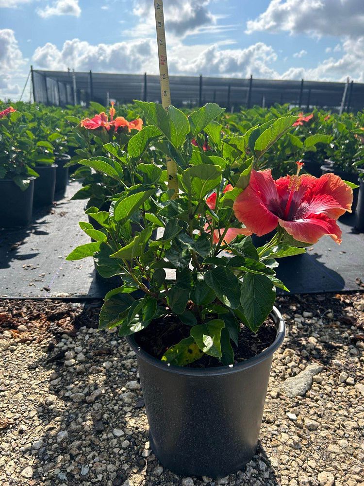 hibiscus-rosa-sinensis-fiesta-tropical-hibiscus