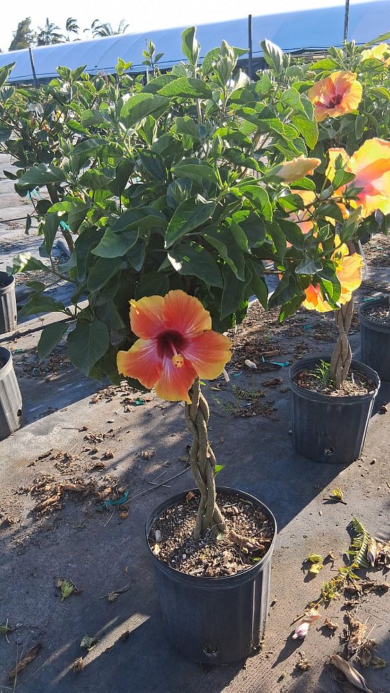 hibiscus-rosa-sinensis-fiesta-tropical-hibiscus
