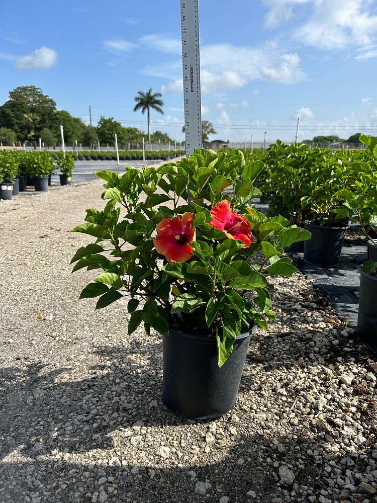 hibiscus-rosa-sinensis-fiesta-tropical-hibiscus
