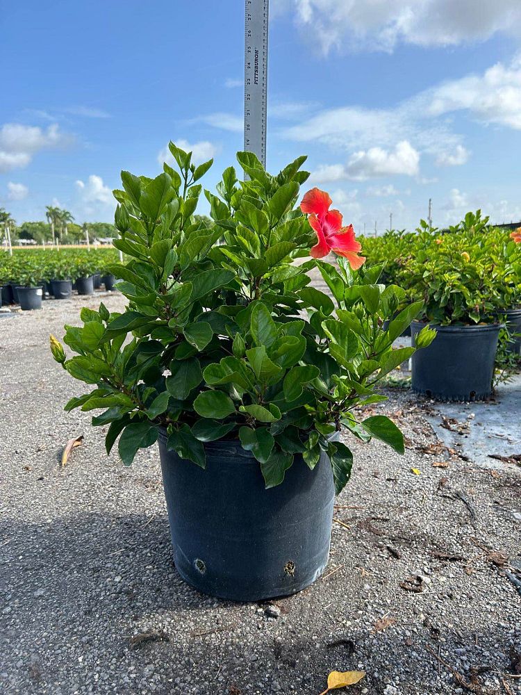 hibiscus-rosa-sinensis-fiesta-tropical-hibiscus