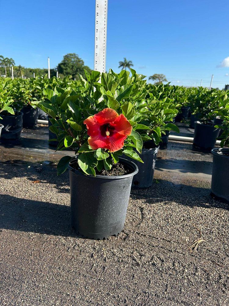 hibiscus-rosa-sinensis-fiesta-tropical-hibiscus