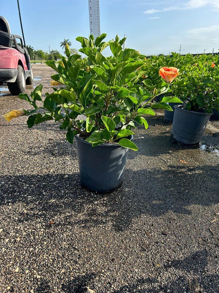 hibiscus-rosa-sinensis-fiesta-tropical-hibiscus
