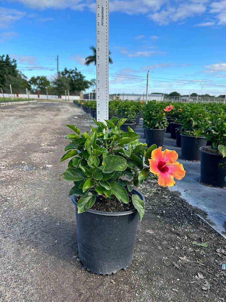 hibiscus-rosa-sinensis-fiesta-tropical-hibiscus