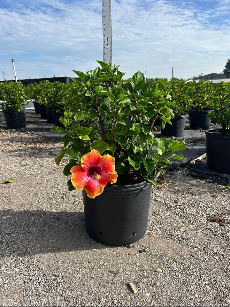 hibiscus-rosa-sinensis-fiesta-tropical-hibiscus