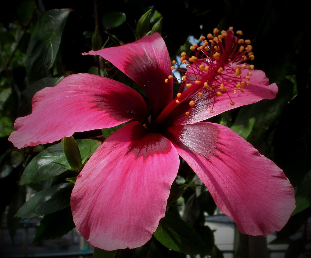 hibiscus-rosa-sinensis-fiji-island-tropical-hibiscus