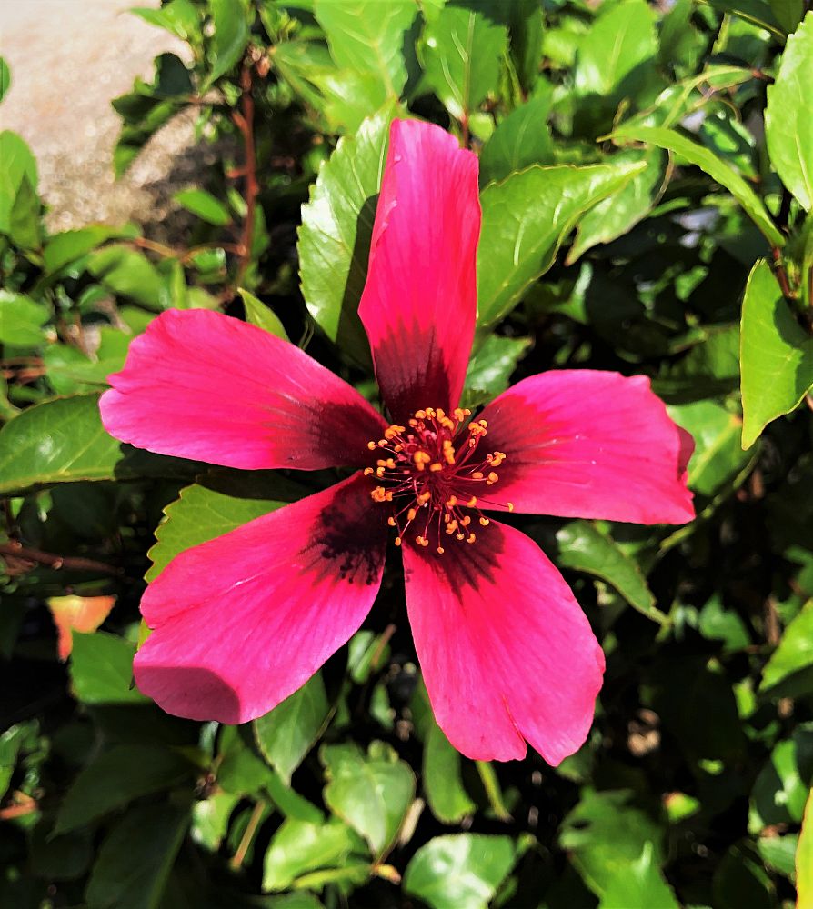 hibiscus-rosa-sinensis-fiji-island-tropical-hibiscus