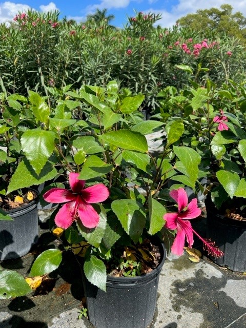hibiscus-rosa-sinensis-fiji-island-tropical-hibiscus