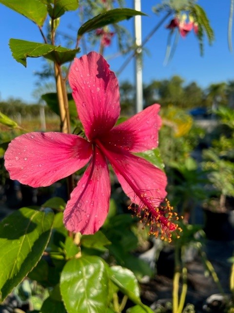hibiscus-rosa-sinensis-fiji-island-tropical-hibiscus