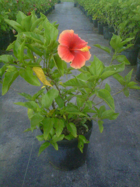 hibiscus-rosa-sinensis-florida-sunset-tropical-hibiscus