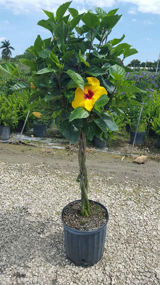 hibiscus-rosa-sinensis-fort-myers-yellow-tropical-hibiscus