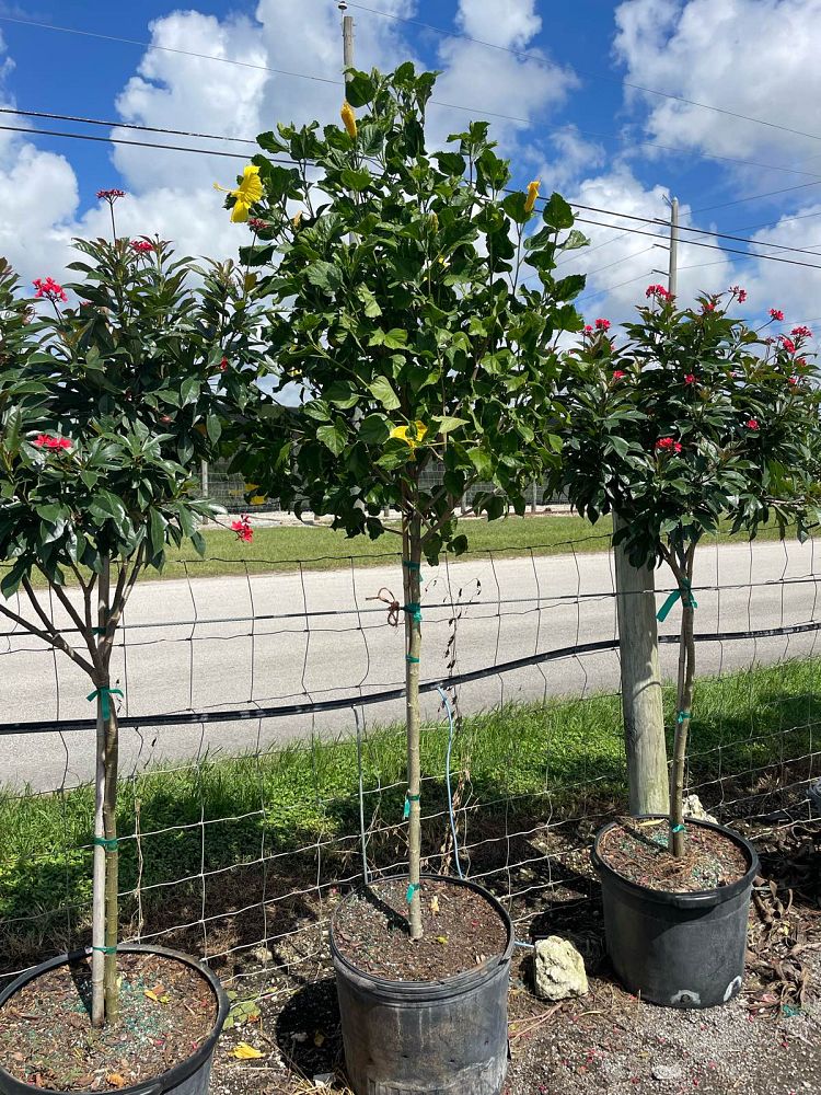 hibiscus-rosa-sinensis-fort-myers-yellow-tropical-hibiscus