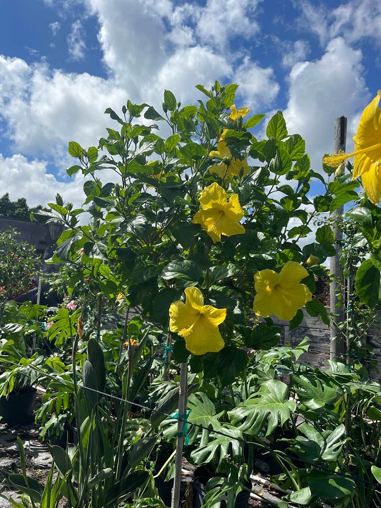 hibiscus-rosa-sinensis-fort-myers-yellow-tropical-hibiscus