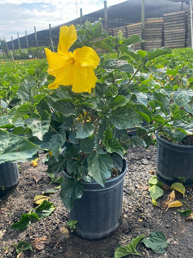hibiscus-rosa-sinensis-fort-myers-yellow-tropical-hibiscus