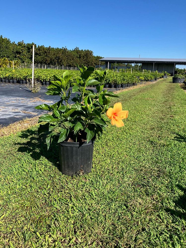hibiscus-rosa-sinensis-fort-myers-yellow-tropical-hibiscus