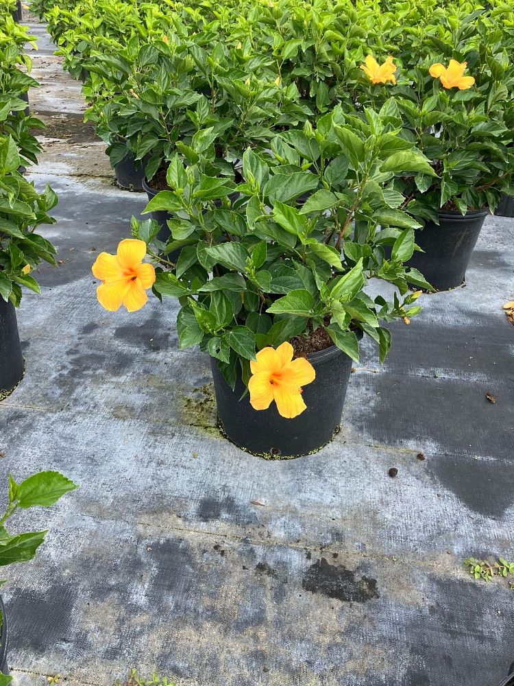 hibiscus-rosa-sinensis-fort-myers-yellow-tropical-hibiscus