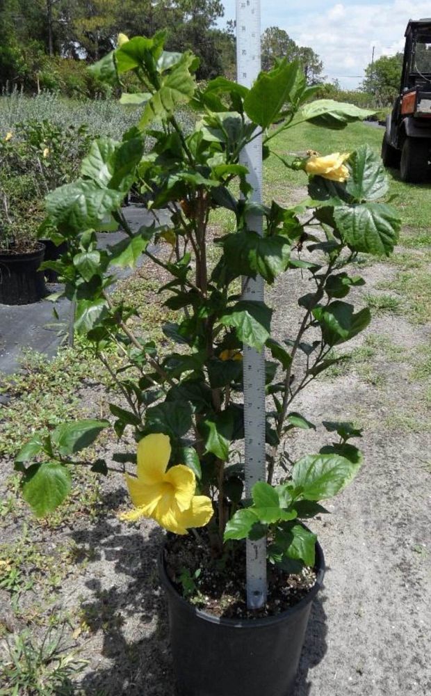 hibiscus-rosa-sinensis-fort-myers-yellow-tropical-hibiscus