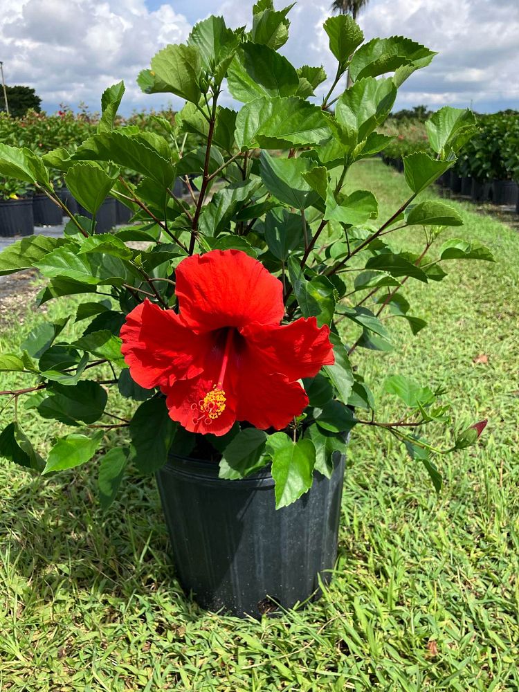 hibiscus-rosa-sinensis-hawaiian-red-tropical-hibiscus