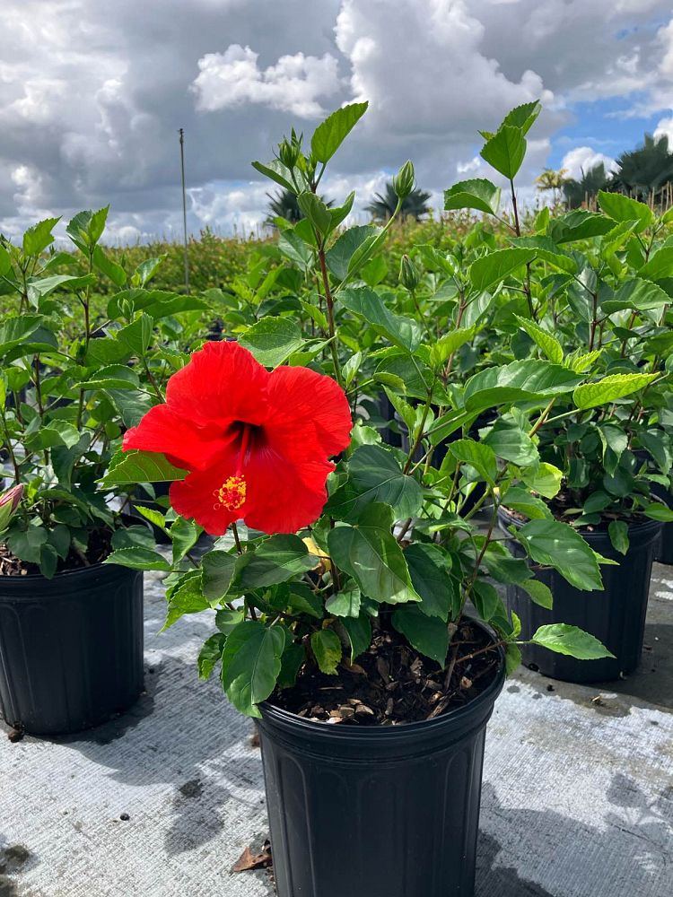 hibiscus-rosa-sinensis-hawaiian-red-tropical-hibiscus