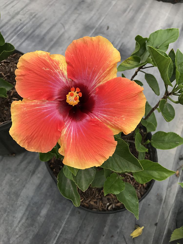 hibiscus-rosa-sinensis-hibiskiss-spin-the-bottle-tropical-hibiscus
