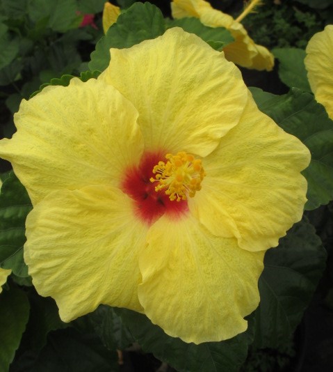 hibiscus-rosa-sinensis-hula-girl-tropical-hibiscus