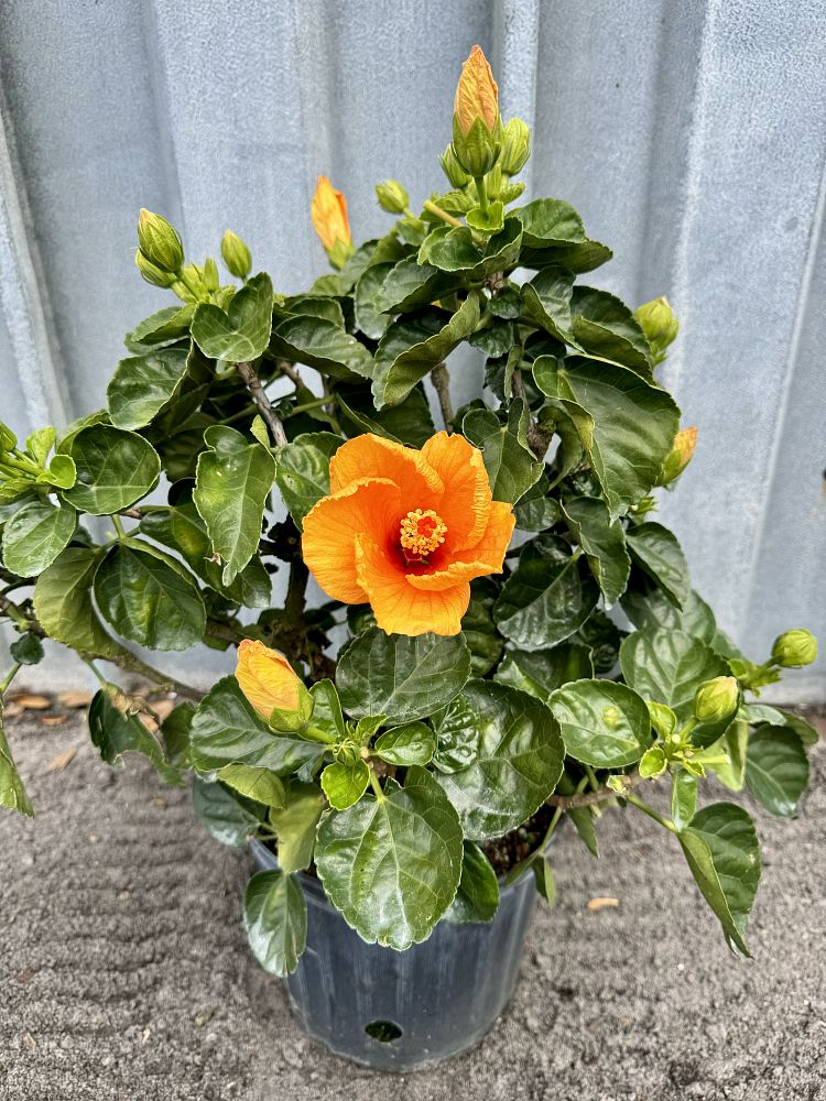 hibiscus-rosa-sinensis-joanne-tropical-hibiscus
