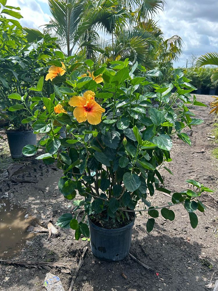 hibiscus-rosa-sinensis-joanne-tropical-hibiscus
