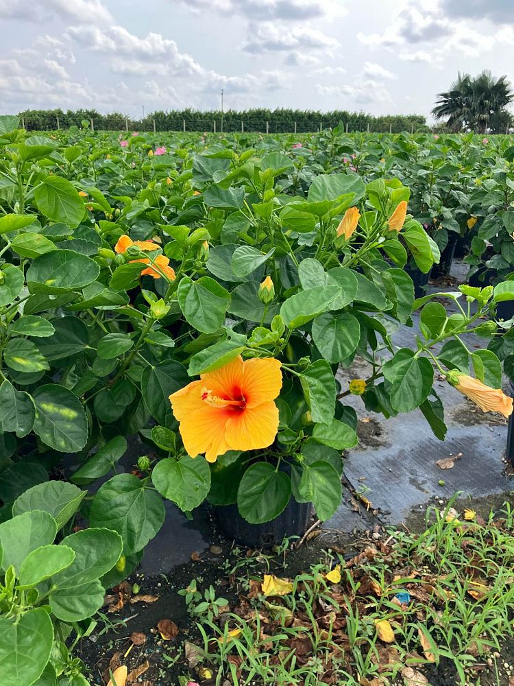 hibiscus-rosa-sinensis-joanne-tropical-hibiscus