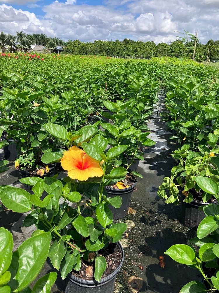 hibiscus-rosa-sinensis-joanne-tropical-hibiscus