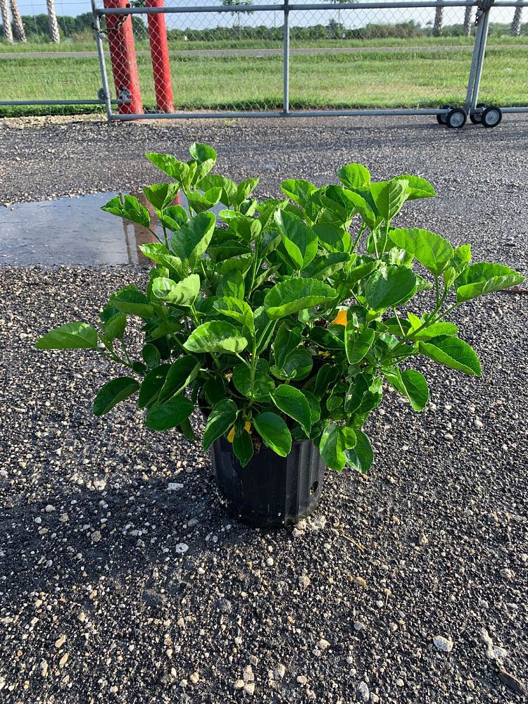 hibiscus-rosa-sinensis-joanne-tropical-hibiscus