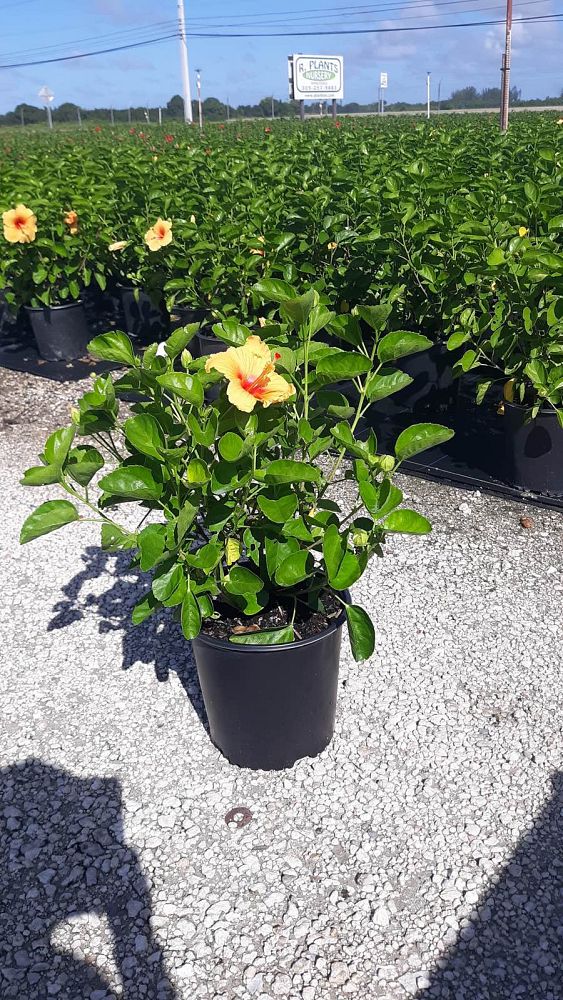 hibiscus-rosa-sinensis-joanne-tropical-hibiscus